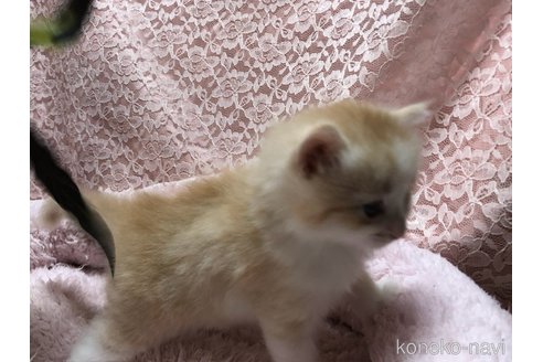 成約済の三重県のサイベリアン-109598の18枚目