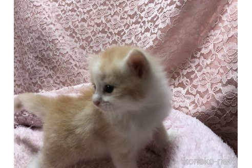 成約済の三重県のサイベリアン-109598の16枚目