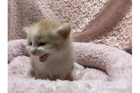 成約済の三重県のサイベリアン-109598の13枚目