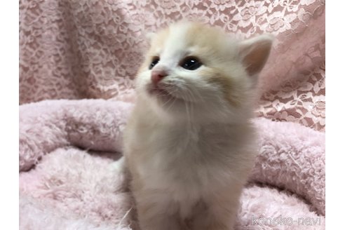 成約済の三重県のサイベリアン-109598の11枚目
