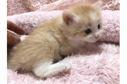 成約済の三重県のサイベリアン-109598の5枚目