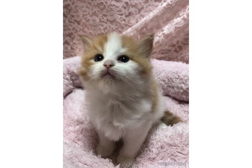 成約済の三重県のサイベリアン-109599の12枚目