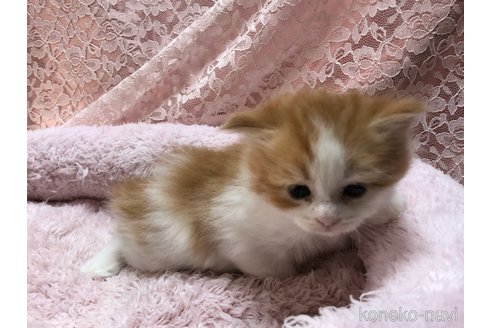 成約済の三重県のサイベリアン-109599の19枚目