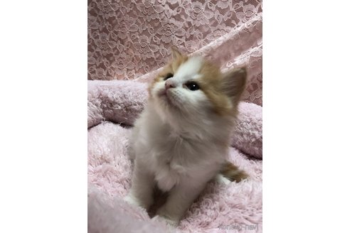 成約済の三重県のサイベリアン-109599の17枚目