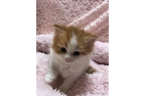 成約済の三重県のサイベリアン-109599の15枚目