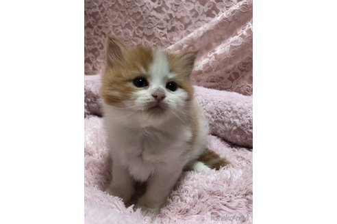 成約済の三重県のサイベリアン-109599の14枚目