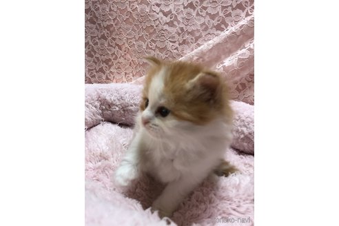 成約済の三重県のサイベリアン-109599の10枚目