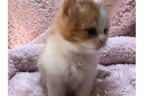 成約済の三重県のサイベリアン-109599の8枚目