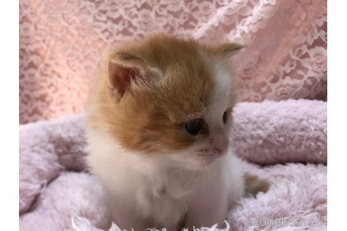 成約済の三重県のサイベリアン-109599の7枚目