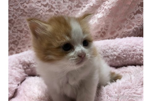 成約済の三重県のサイベリアン-109599の4枚目