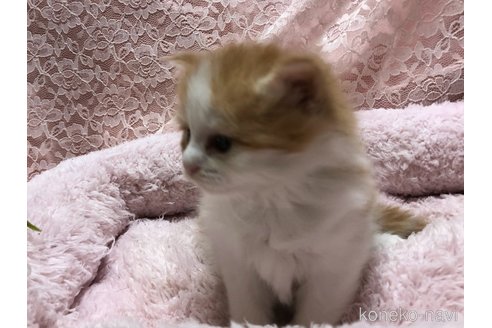 成約済の三重県のサイベリアン-109599の3枚目