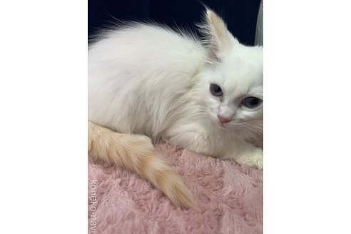 成約済の富山県のラグドール-106971の2枚目