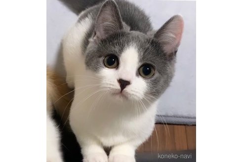 コロンちゃん1枚目