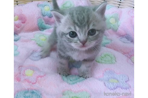 成約済の京都府のマンチカン-109603の2枚目