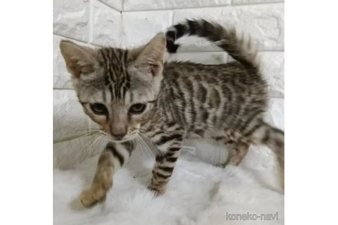 販売中の静岡県のベンガル-109615の3枚目
