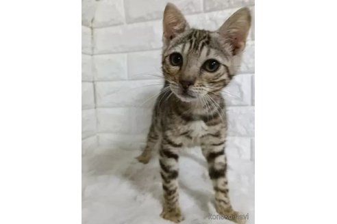 販売中の静岡県のベンガル-109615の4枚目
