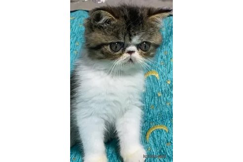 成約済の茨城県のエキゾチックショートヘア-109620の2枚目
