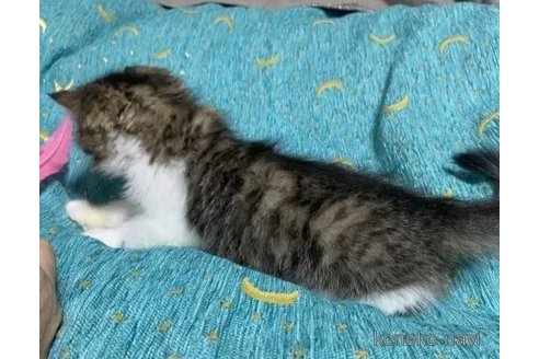 成約済の茨城県のエキゾチックショートヘア-109620の3枚目