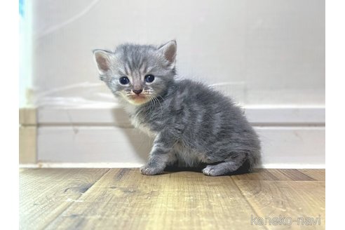 販売中ののマンチカン-109622