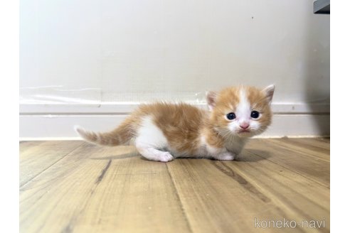 販売中の大阪府のマンチカン(短足)-109626の6枚目