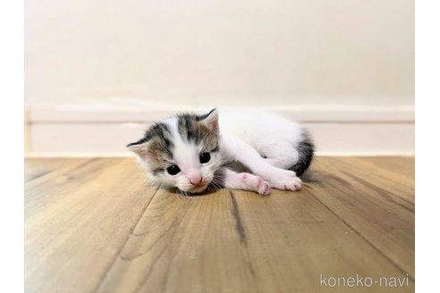 販売中の大阪府のマンチカン-109627の5枚目
