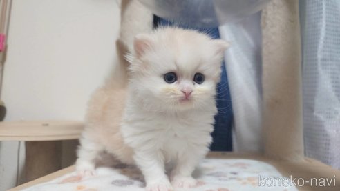 成約済の愛知県のミヌエット-109630の5枚目