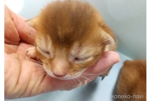 成約済の愛知県のアビシニアン-109634の1枚目