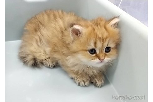 成約済の愛知県のペルシャ(チンチラ)-109637の1枚目