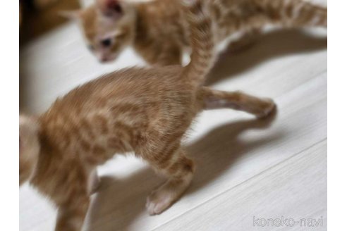 商談中の神奈川県のベンガル-109653の12枚目
