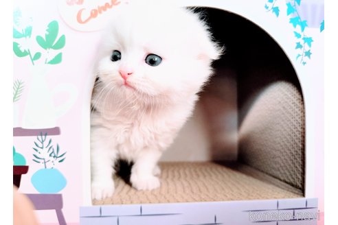 成約済の茨城県のスコティッシュフォールド-108816の3枚目