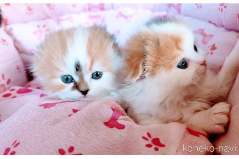 成約済の茨城県のスコティッシュフォールド-108819の8枚目