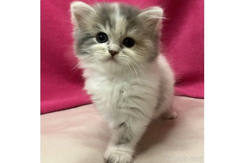 成約済の三重県のスコティッシュフォールド-105523の1枚目