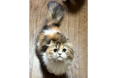 ハナちゃん1枚目