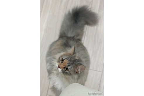 ファファちゃん1枚目