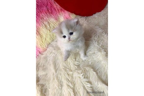 成約済の大阪府のスコティッシュフォールド-109690の6枚目