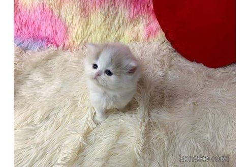 成約済の大阪府のスコティッシュフォールド-109690の2枚目