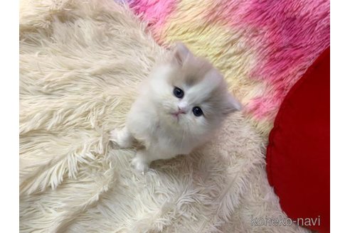 成約済の大阪府のスコティッシュフォールド-109690の3枚目