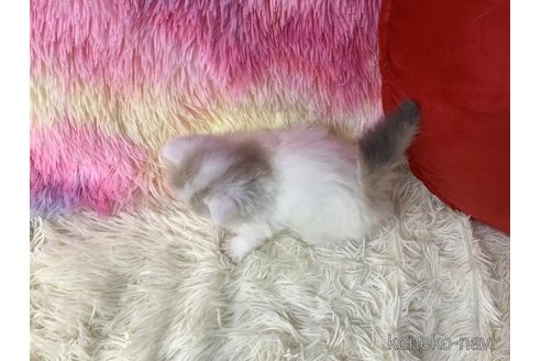 成約済の大阪府のスコティッシュフォールド-109690の4枚目