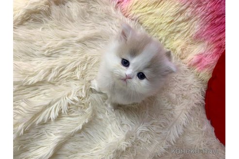 成約済の大阪府のスコティッシュフォールド-109690の5枚目