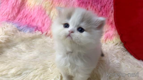 成約済の大阪府のスコティッシュフォールド-109690の1枚目