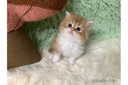 成約済の大阪府のスコティッシュフォールド-109691の2枚目