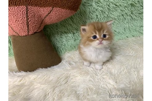 成約済の大阪府のスコティッシュフォールド-109691の4枚目