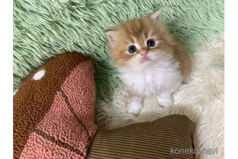 成約済の大阪府のスコティッシュフォールド-109691の5枚目