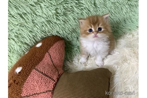 成約済の大阪府のスコティッシュフォールド-109691の6枚目