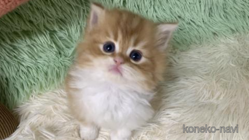 成約済の大阪府のスコティッシュフォールド-109691の1枚目