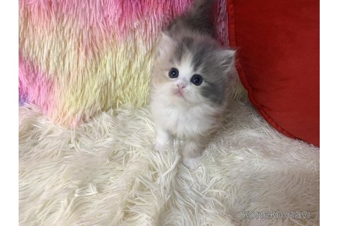 成約済の大阪府のスコティッシュフォールド-109694の2枚目