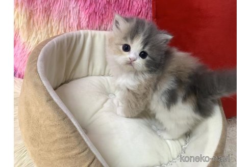 成約済の大阪府のスコティッシュフォールド-109694の3枚目