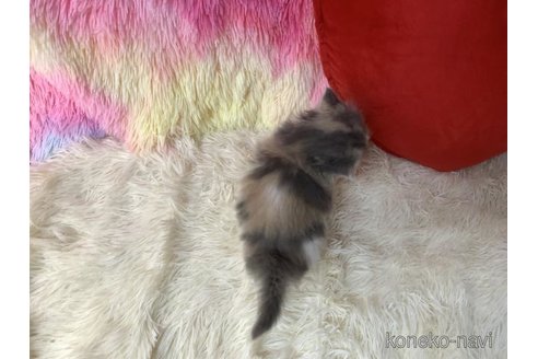 成約済の大阪府のスコティッシュフォールド-109694の4枚目