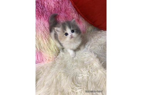 成約済の大阪府のスコティッシュフォールド-109694の5枚目