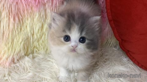 成約済の大阪府のスコティッシュフォールド-109694の1枚目